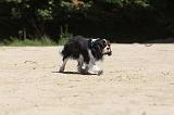 CAVALIER KING CHARLES 023